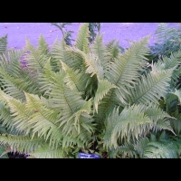 Fougere - Dryopteris Affinis subsp Affinis (fam Dryopteridacees) (Europe, Asie) (1)
